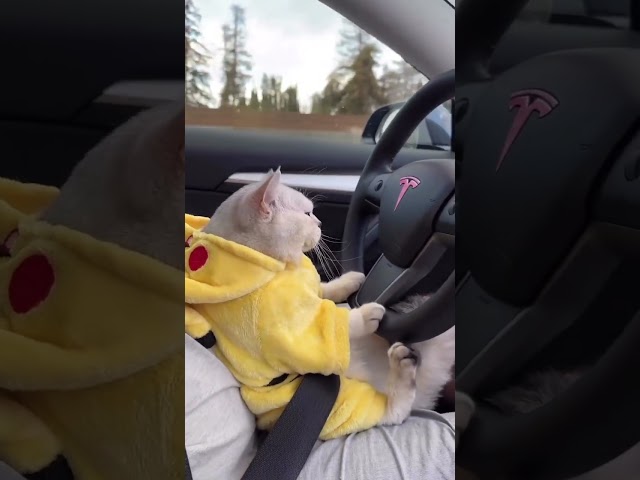 Cat drive a Car  🚗 Funny video 😂🤣 #shorts #shortvideo