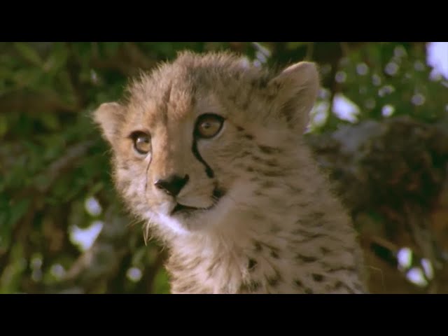 Cheetah Cub Attacked By Vicious Warthog | BBC Earth