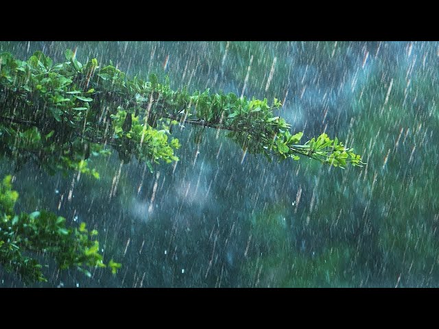 24 Hours Rain & Thunder | Rainstorm Sounds for Sleep, Studying or Relaxation | Nature White Noise