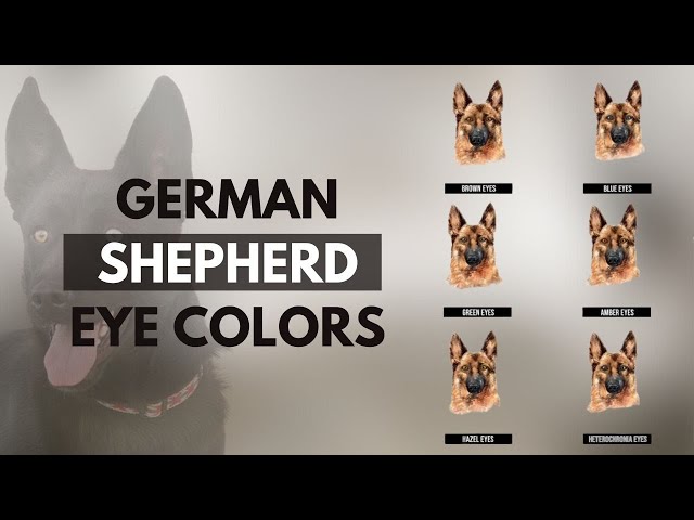 German Shepherd Eye Colors Chart: Rare & Common Eye Colors List (2024)