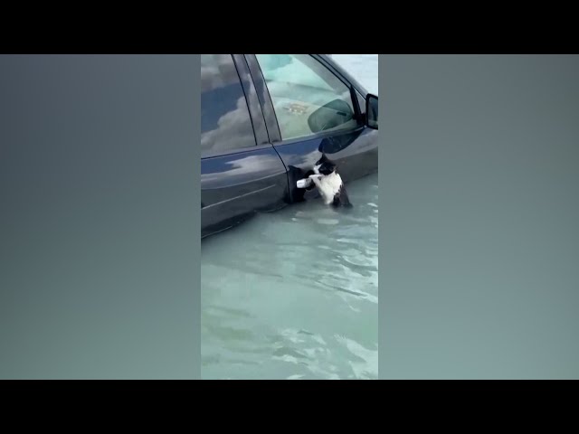 Cat clings to car door to escape flooding in Dubai | VOA News