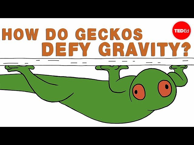 How do geckos defy gravity? - Eleanor Nelsen