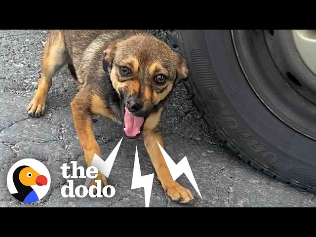 Stray Dog On Busy Street Asks Woman For Help | The Dodo