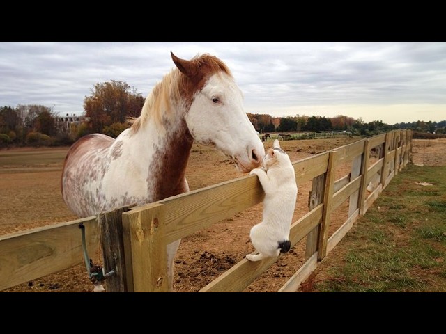 Cats and Horses have interactions too you know😂 😂Cute Animals videos