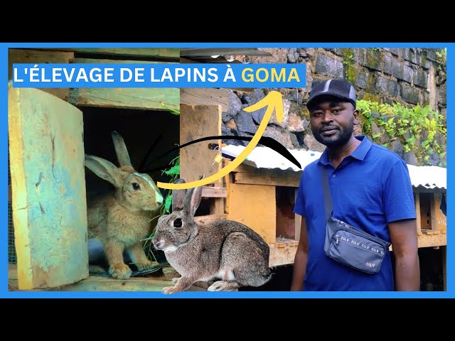 RDC:ÉLEVAGE DE LAPINS AU CONGO-RDC A GOMA : DÉCOUVRE L'HISTOIRE D'ÉLEVAGE DE LAPINS A GOMA