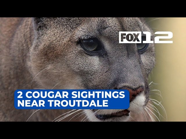 Troutdale neighbors on edge after cougar sighting