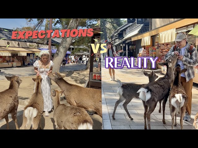 reality vs expectations at NARA DEER PARK 2023 | 🇯🇵 japan travel vlog