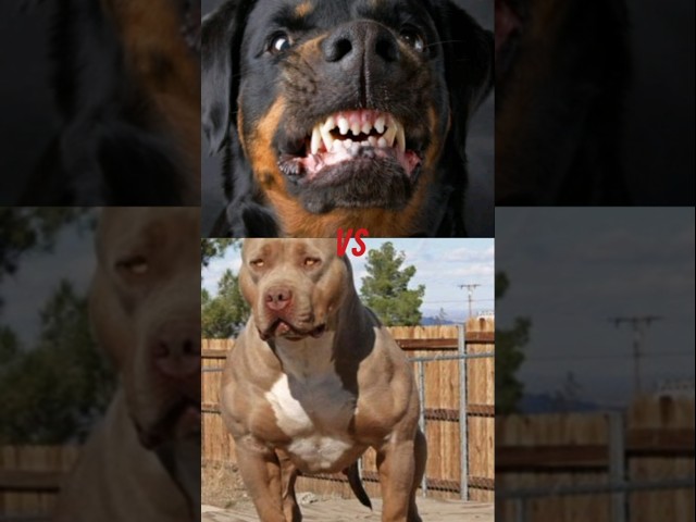 Pitbull vs German shepherd, Rottweiler, Dogo argentino 💥🔥 #shorts #youtubeshorts #shortvideo #dog