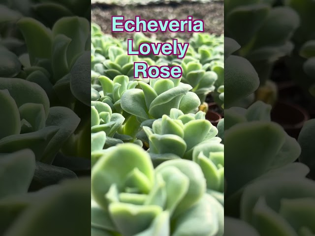 Great Echeveria, UNIQUE Shapes #pinktrumpet #lovelyrose #echeveria #succulents #holtnurseries