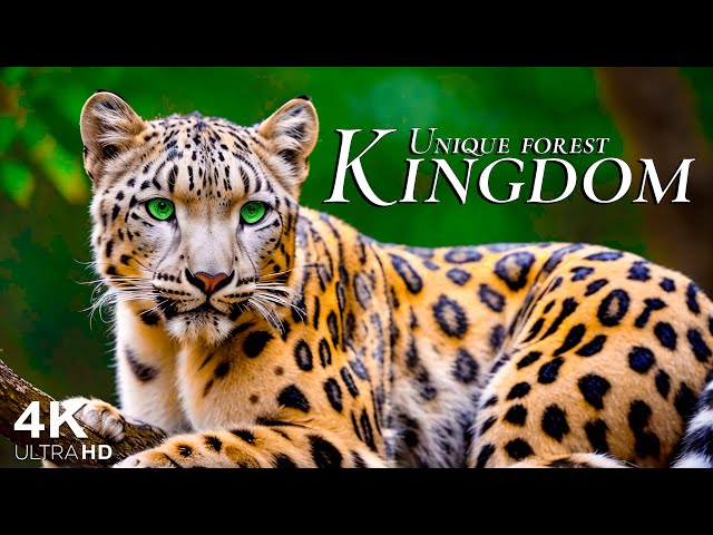 ANIMAL KINGDOM 4K HD -  Scenic Wildlife Film With Calming Music- Nature 4K Video Ultra HD