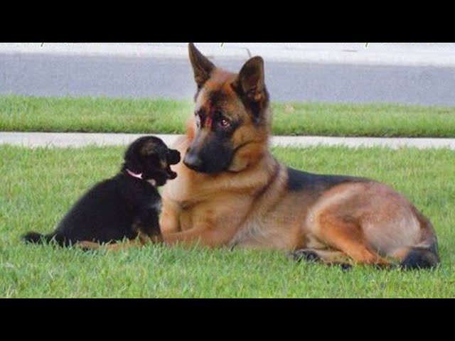 Funny GERMAN SHEPHERDS are here to make you LAUGH