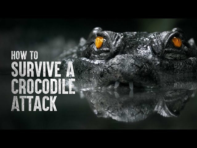 How to Survive a Crocodile Attack