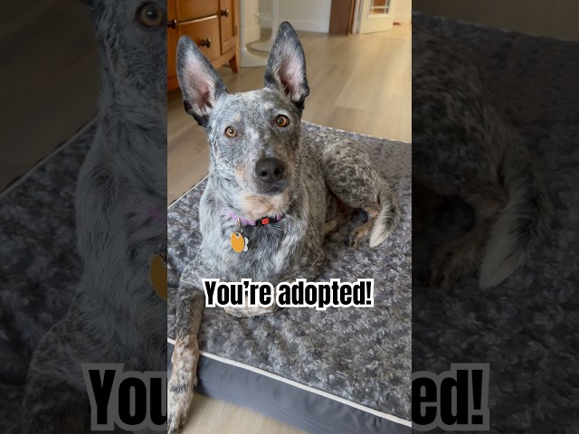 She was a rescue pup! #rescuedog #cattledog #dog #blueheeler #australiancattledog #funny