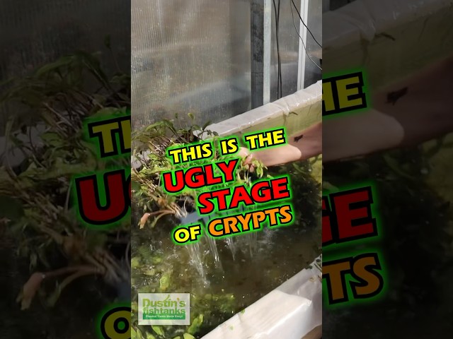 Ugly Stage Of Crypts PART 1