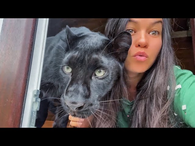 Luna the panther, Vika and Venza were left alone 🤪 Vova went on a business trip 🙈(ENG SUB)