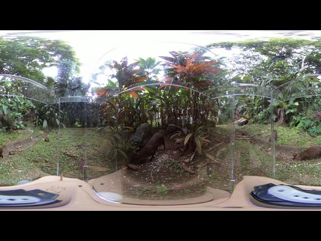 Agoutis Playing Around Near Camera Trap (360 VR)