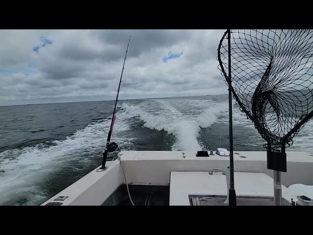 Heading back, Wellfleet Harbor August 2024. Sea ox