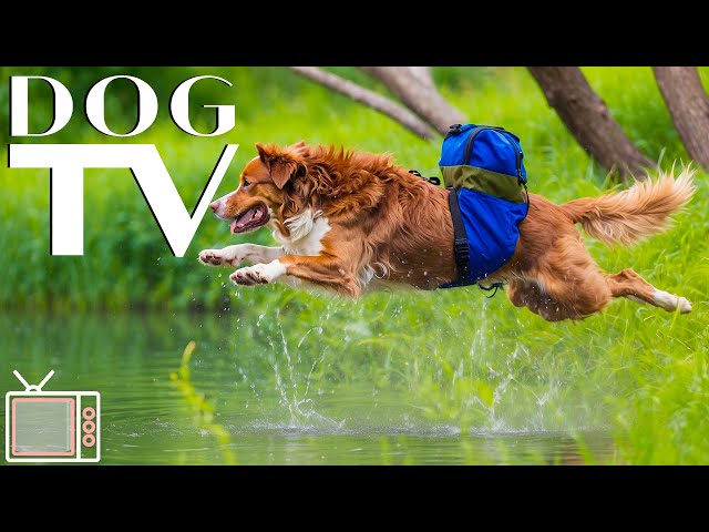 Dog TV: Exciting Virtual Walks for Dogs with Anti-Anxiety Music for Dogs - TV for Dogs