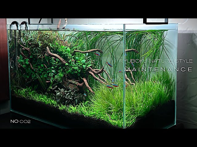 2 FEET PLANTED AQUARIUM WITHOUT CO2 MAINTENANCE | An Important Part of Aquascaping