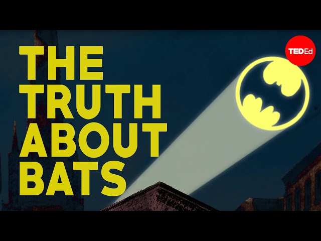 The truth about bats - Amy Wray