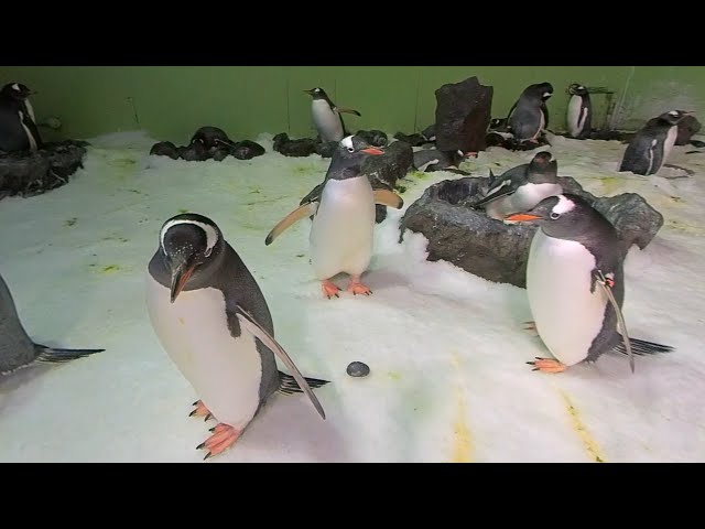 360 VIDEO: Gentoo penguins welcome season of love by gifting stones to find love