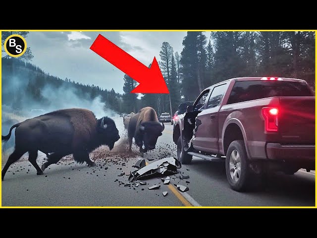 Scariest Animal Encounters Caught on Camera!