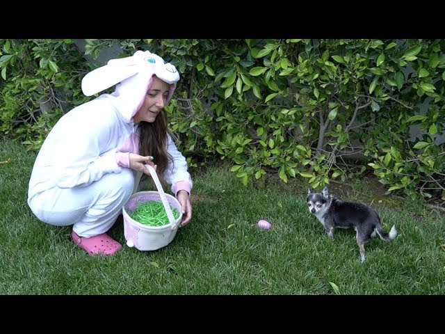 Doing An Easter Egg Hunt For My Dogs