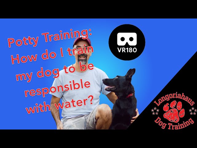 Potty Training: How do I train my dog to be responsible with water? In Virtual Reality!