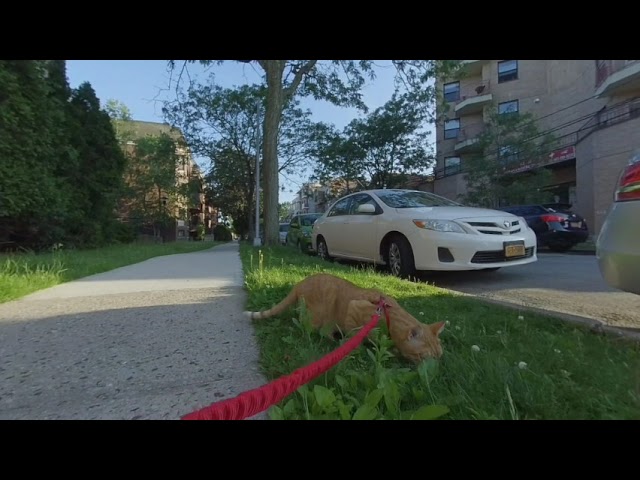 3D 180 VR Cat in the Street 0604-4