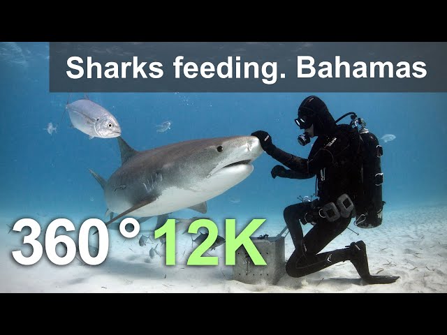 Sharks feeding. Bahamas. Underwater 360 video in 12K