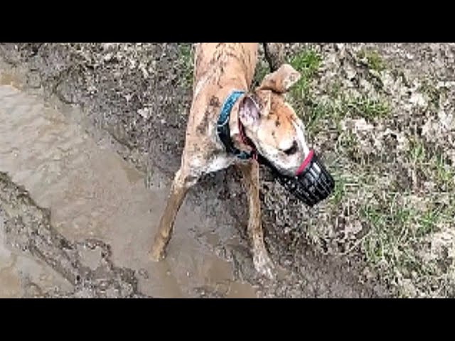 Whippet vs. mud 🐕 - Taking a bath in muddy waters... 🛀