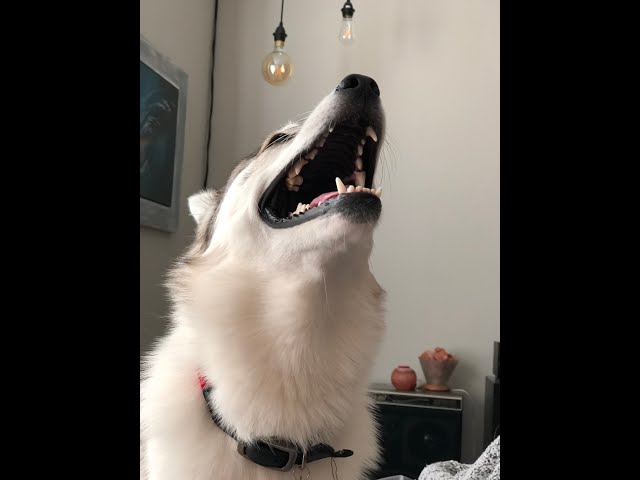 MUST TRY WITH YOUR DOG! Puppy reacts to sounds Dogs React too. (As Seen On TikTok ) ORIGINAL VIDEO