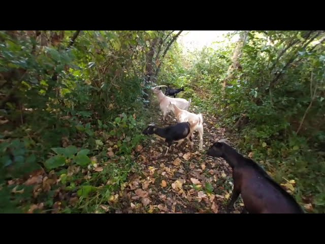 VR nature walk of goats in the woods and of course Lilly in the creek