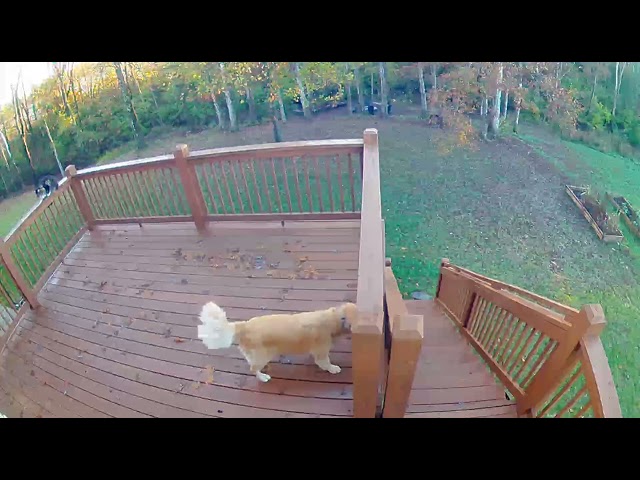 CCTV Captures Golden Retriever Zoom Around on Deck - 1537288