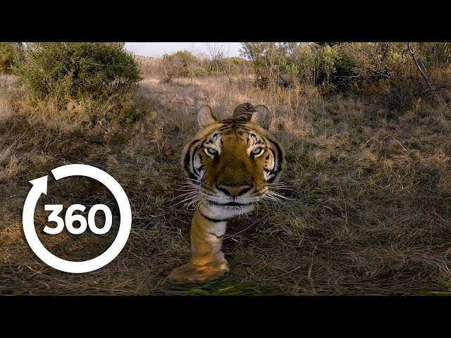 Experience the Elusive Tiger | Racing Extinction (360 Video)