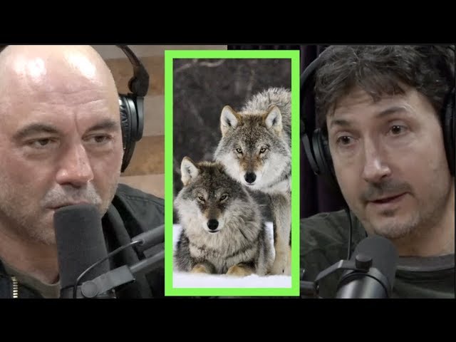 A Pack of Wolves Came After Glenn Villeneuve | Joe Rogan