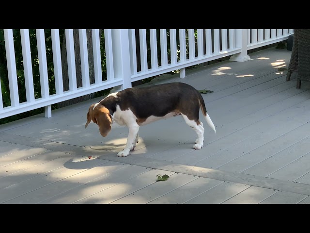 JoJo The Blue Beagle Found a new friend to play with!!