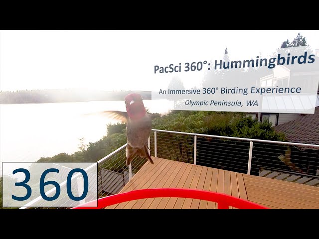 PacSci 360° Hummingbirds