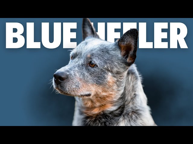 Blue Heeler Dog - Pros and Cons Of Owning An Australian Cattle Dog