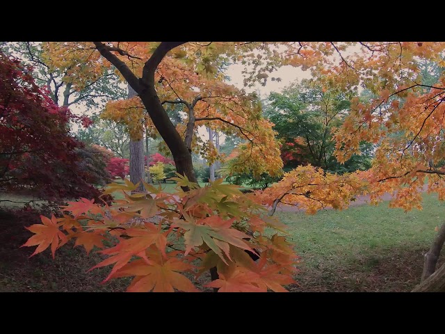 Forest bathing | Delight in the autumn colour of a japanese maple (360 video)