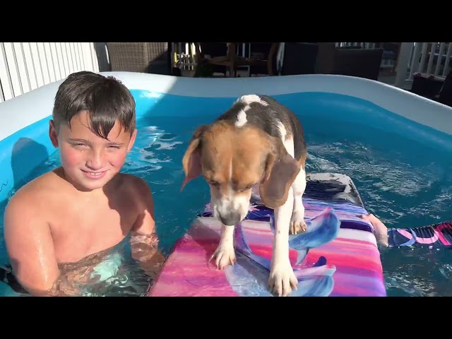 JoJo The Blue Beagle Surfing Part II