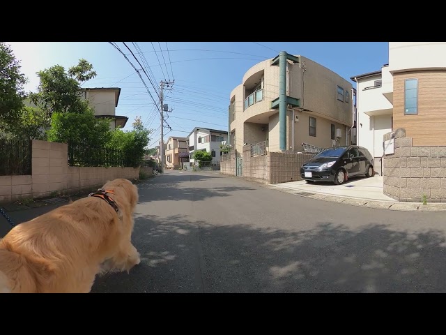 2021.5.8 【360度動画】あさんぽ🌻