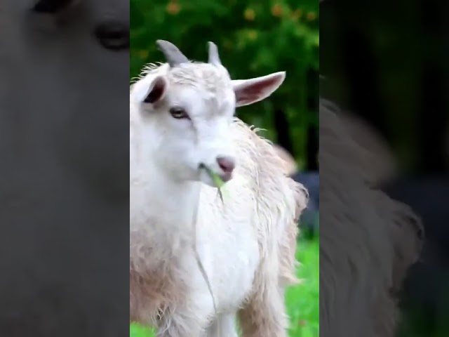 🤣🤣nom nom sound ||goat funny video #viral #trending #shortsfeed