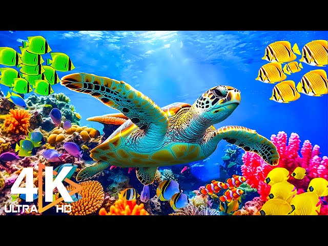 Get Closer to the Ocean World - 4K Aquariums Take You to Engaging and Beautiful Underwater World #20