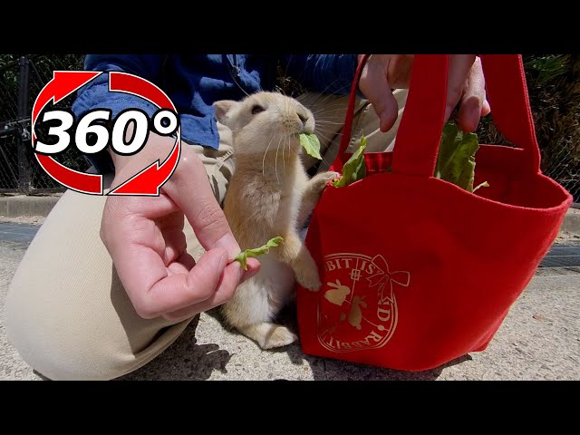 VR 360° | Robbery!?Baby rabbit eats cabbage directly from bag!