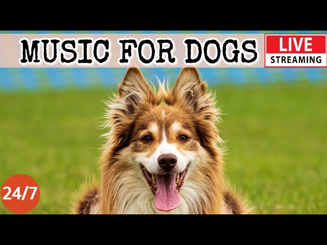 [LIVE] Dog Music🎵Soothing Sleep Music for Dogs🐶Separation anxiety relief music💖Dog Calming Music💖