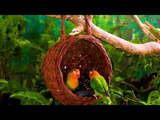 🔴24/7 LIVE Cat TV: Vibrant Birds & Squirrels in 4K HDR! – Exploring Nature’s Colors