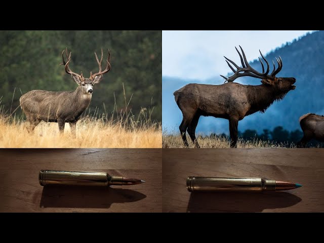 My Deer and Elk Hunting Cartridges for 2024!