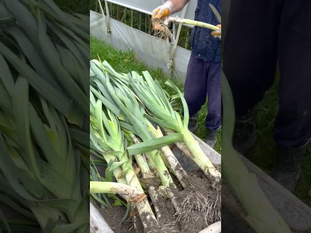 Prenosimo praziluk/prasu u plastenik | Transferring our leek to the greenhouse