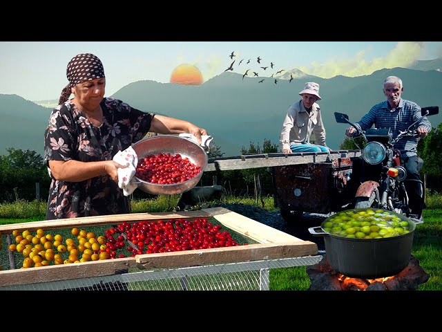 Harvesting FRESH  PLUMS | Making HEALTHY Dried Fruits